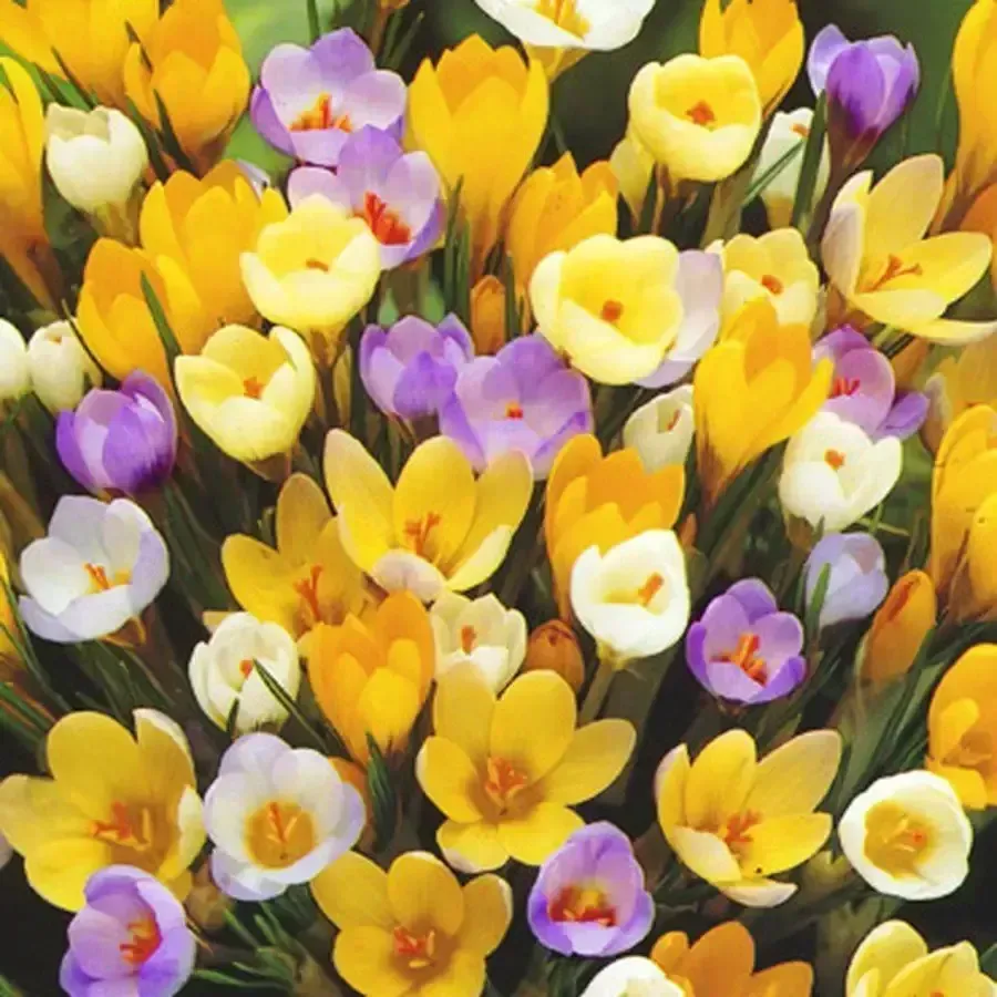 Crocus Mix