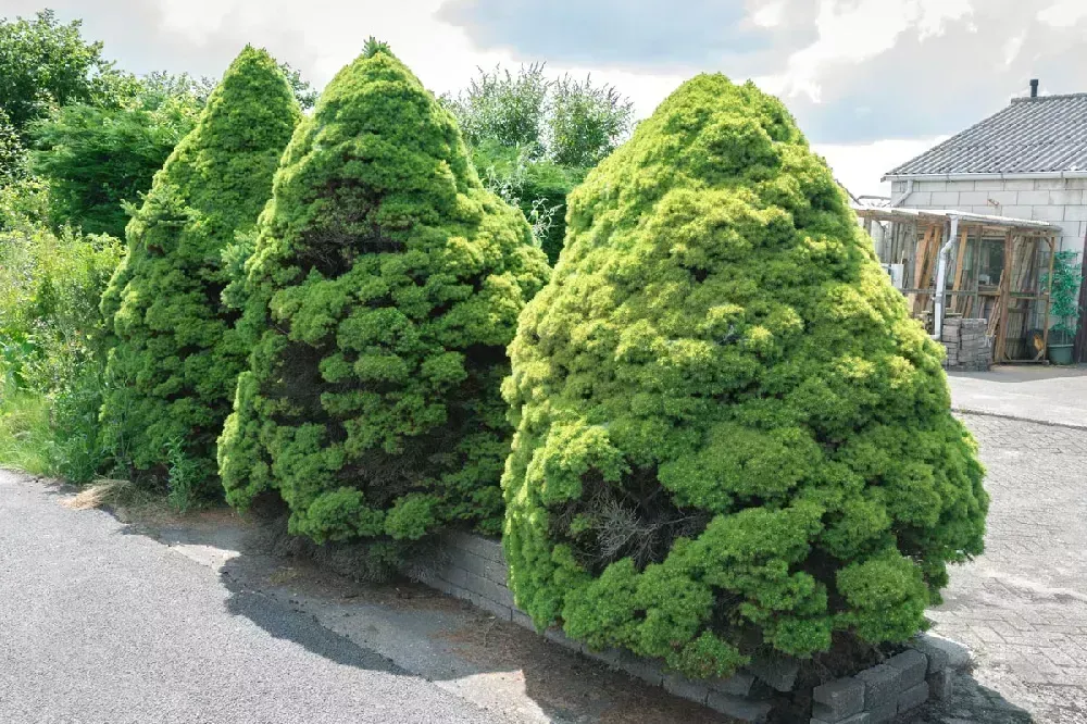 Dwarf Alberta Spruce