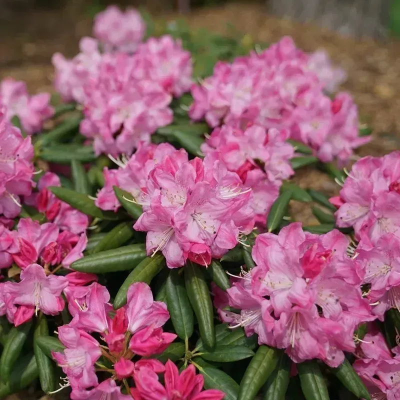 Dandy Man Pink