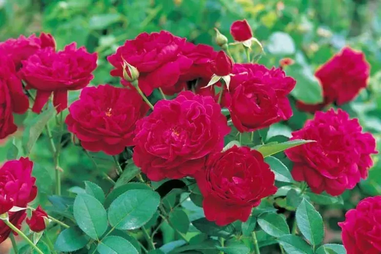 Darcey Bussell