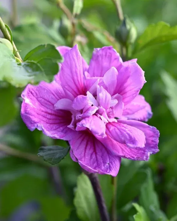 Dark Lavender Chiffon