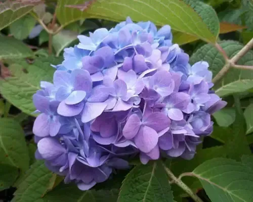 David Ramsey Hydrangea