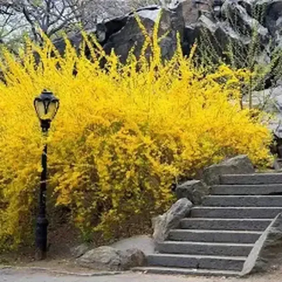 Decadence 'Lemon Meringue'