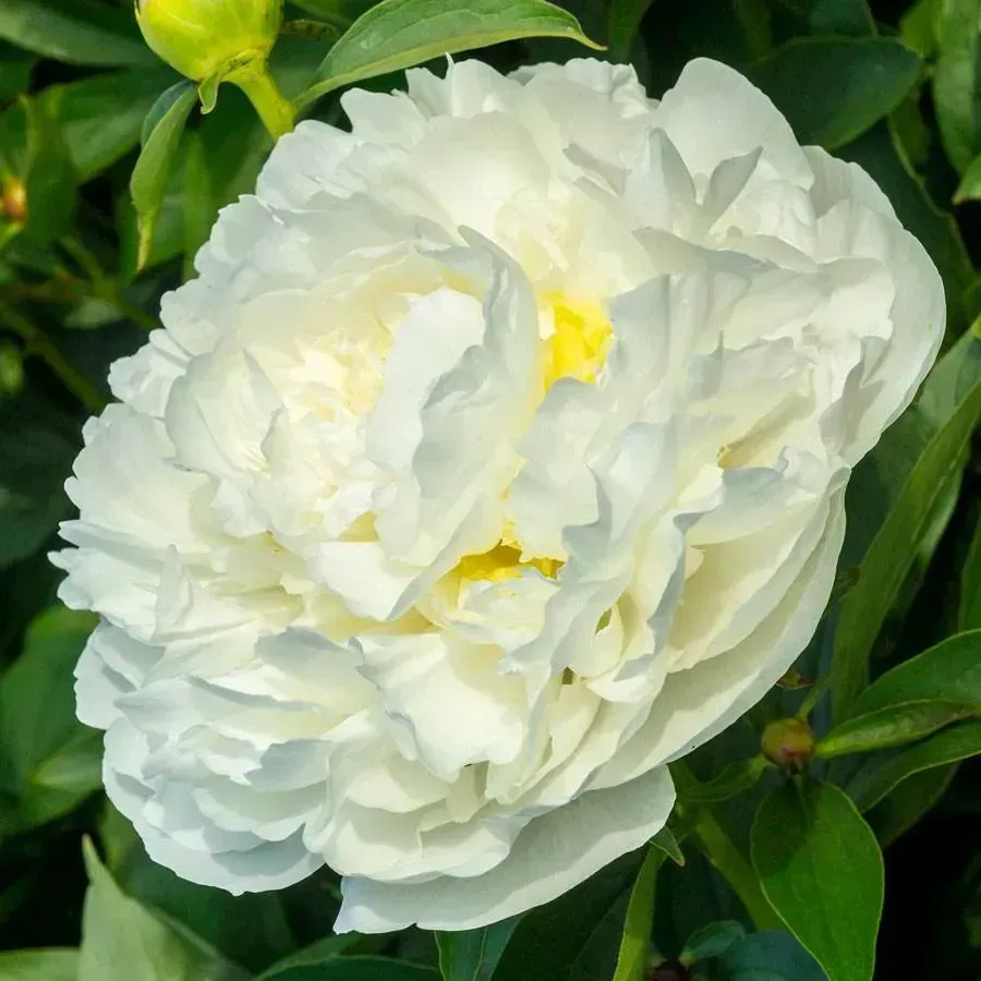 Duchesse de Nemours