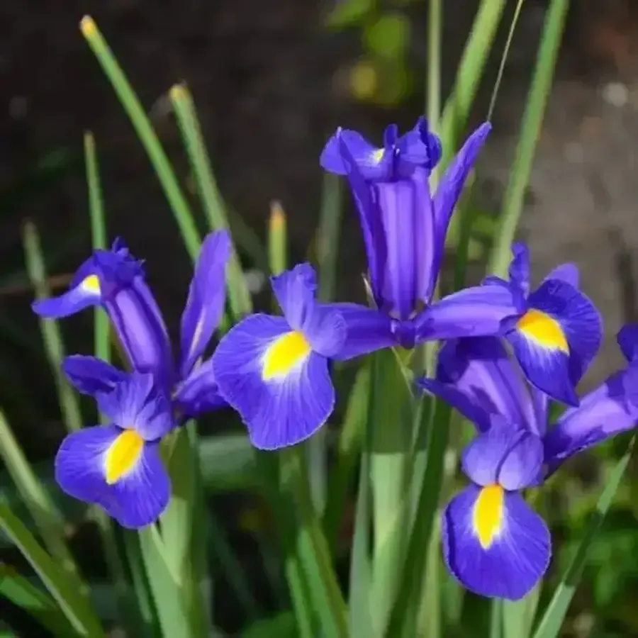 Dutch Iris
