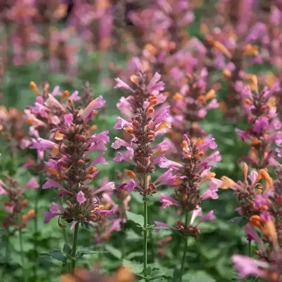 Dwarf Hummingbird Mint 'Kudos Ambrosia'