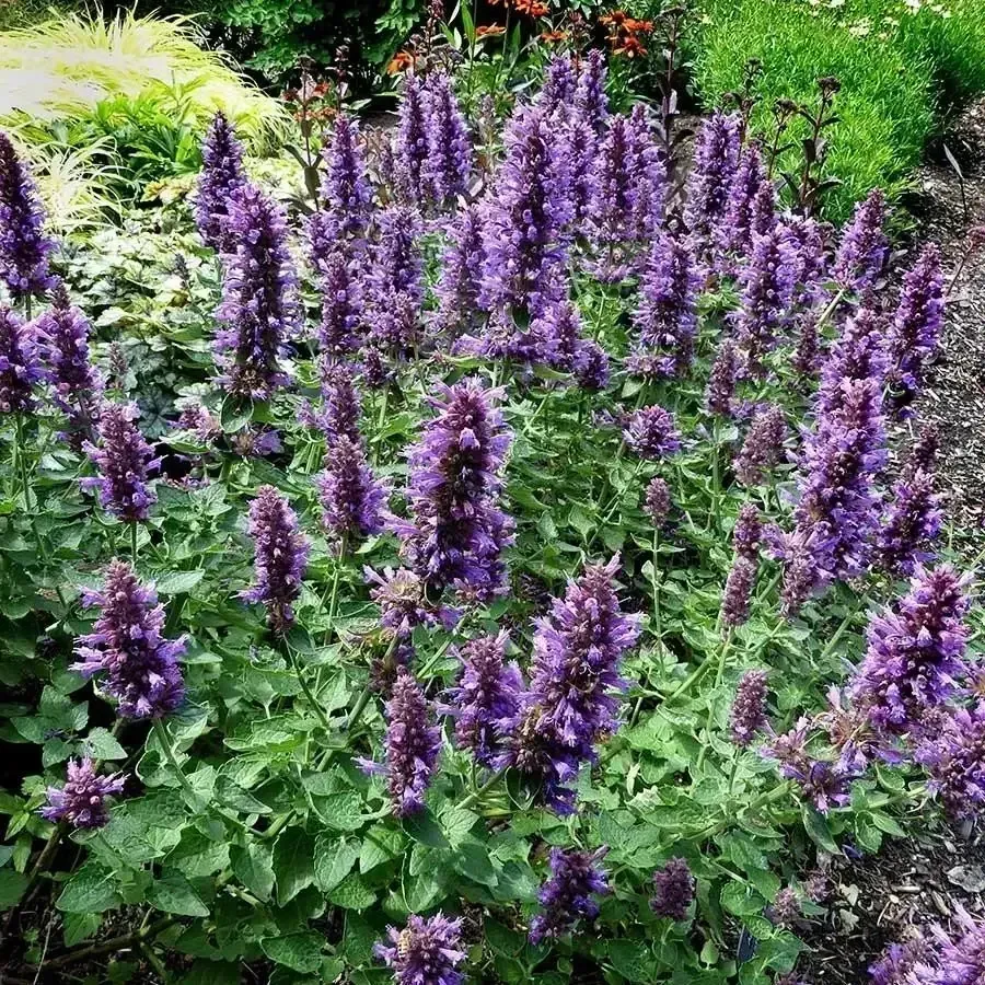 Dwarf Hummingbird Mint 'Poquito Dark Blue'