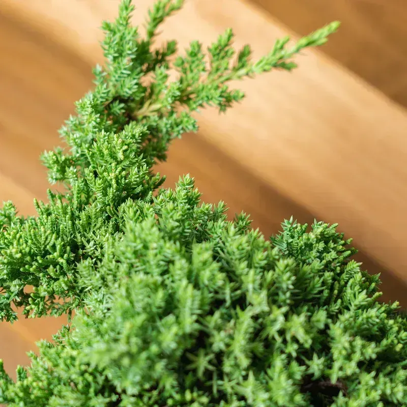 Dwarf Procumbens Juniper