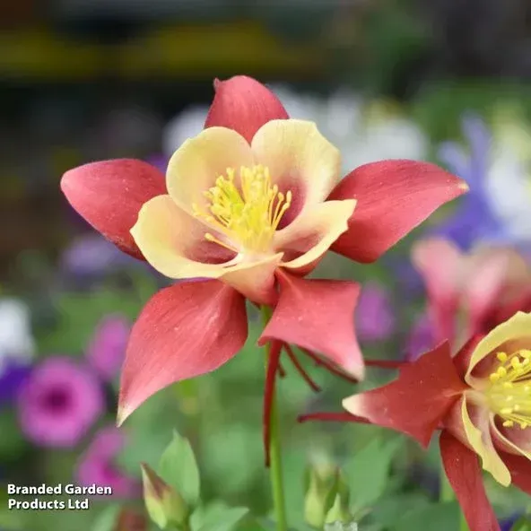 Earlybird Red Yellow