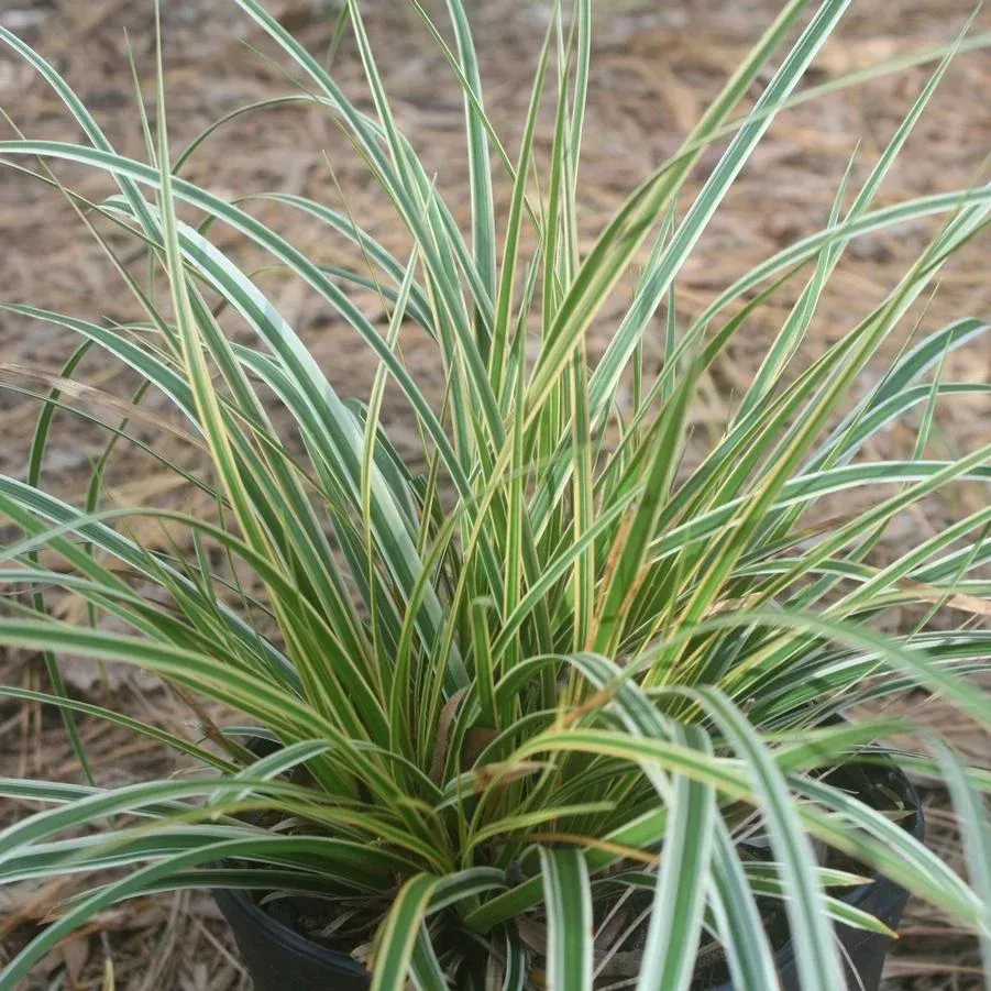 Everglow Sedge Grass