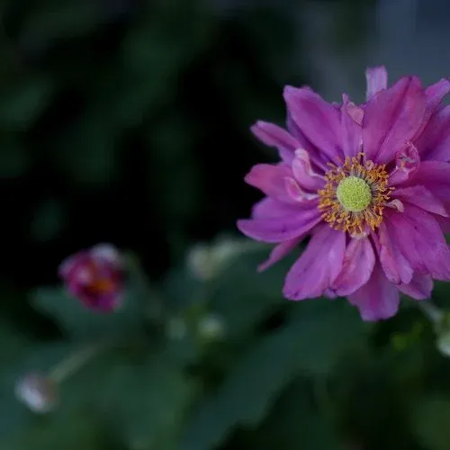 Fall in Love 'Sweetly'