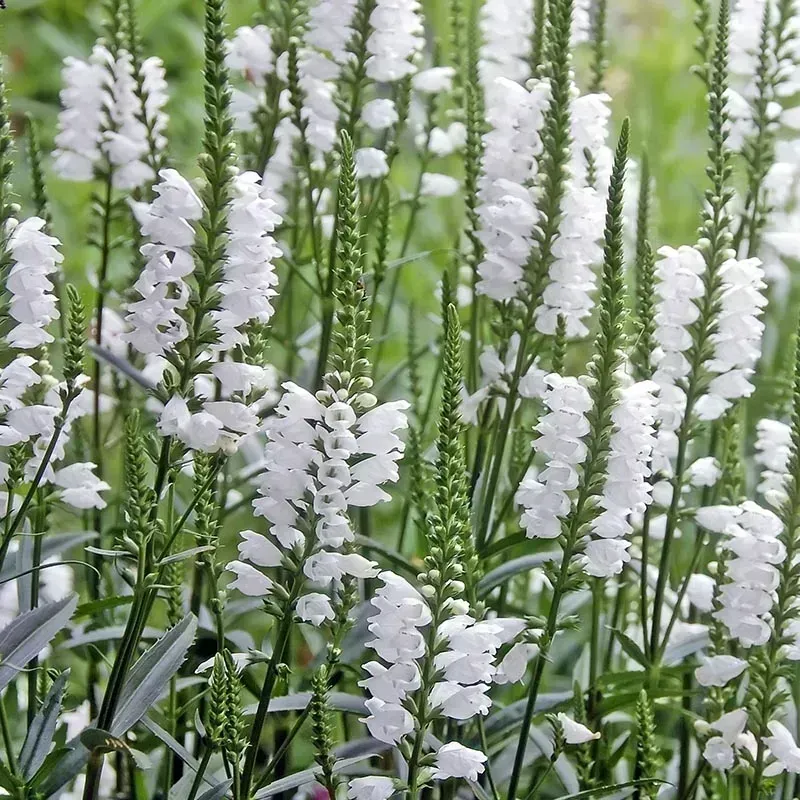 False Dragonhead Crystal Peak White