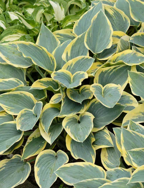 First Frost Plantain Lily