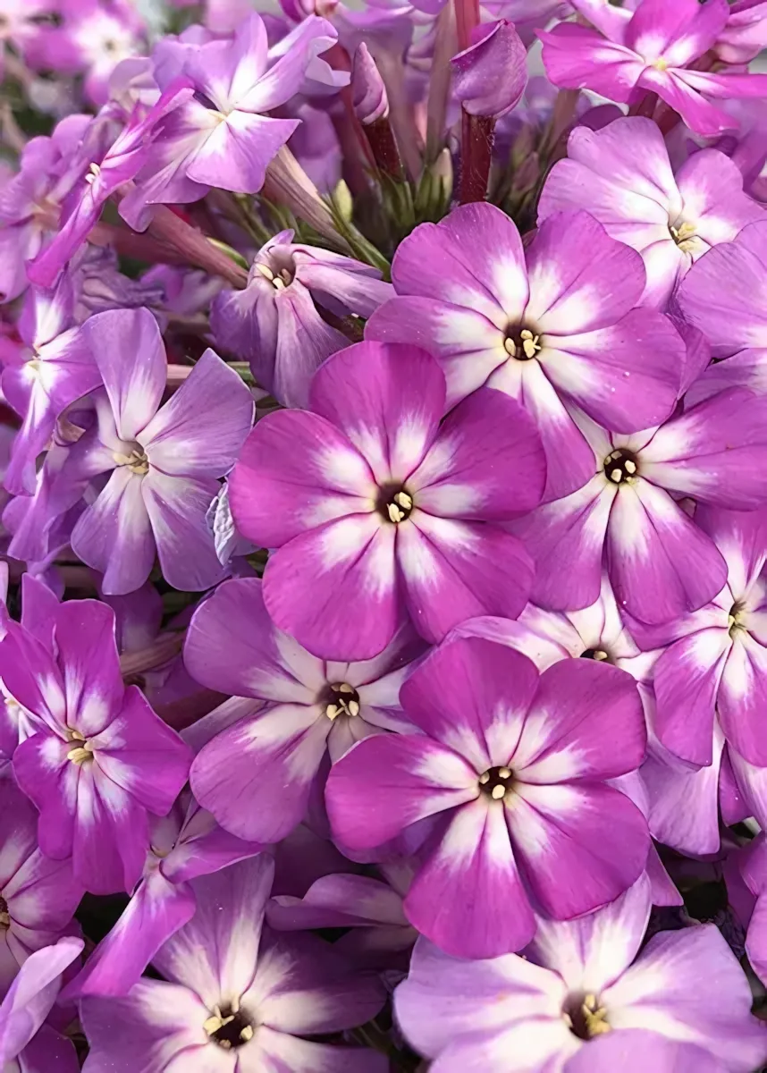 Flame Pro Violet Charm Garden