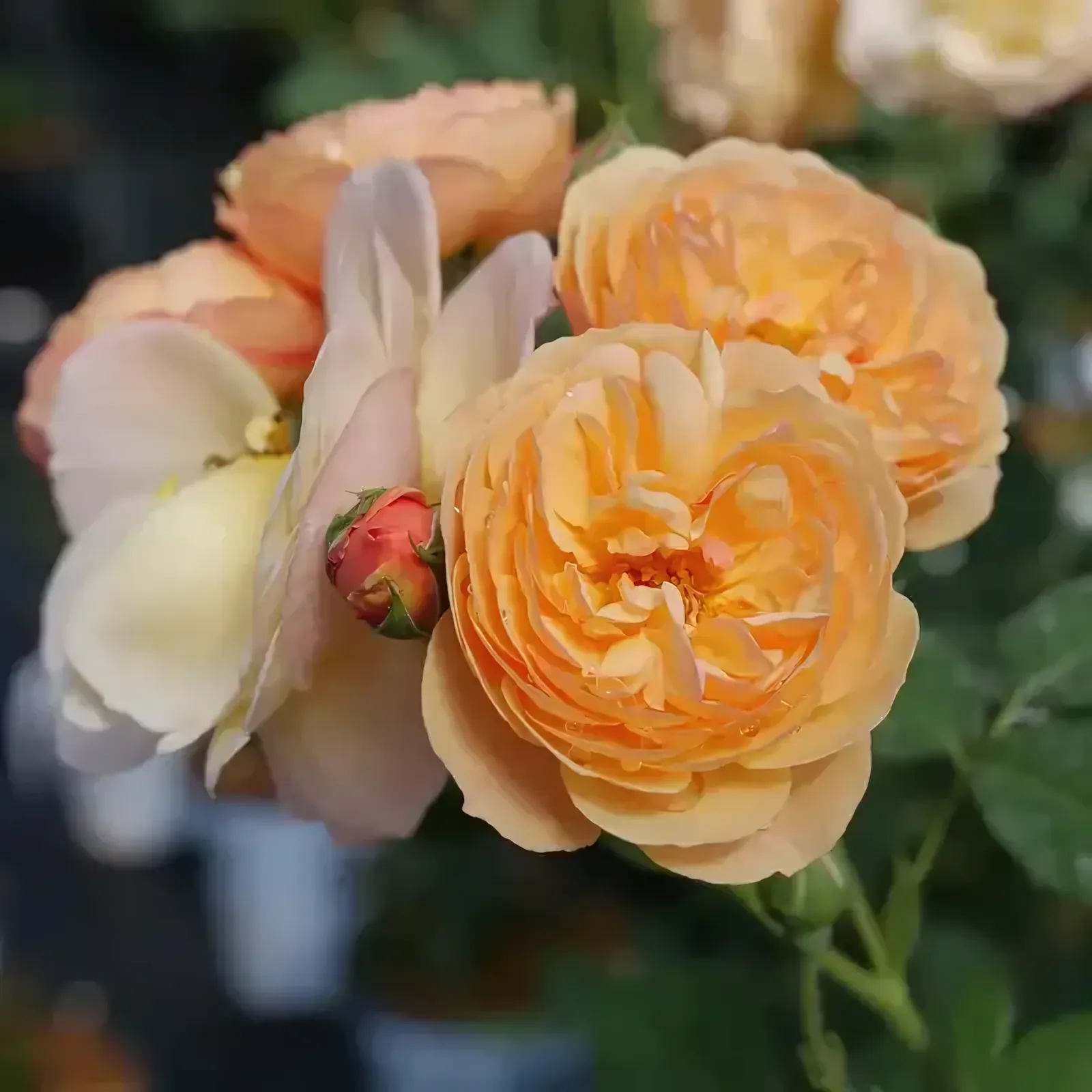 Flavorette Honey-Apricot