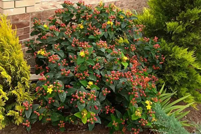 Floral Berry
