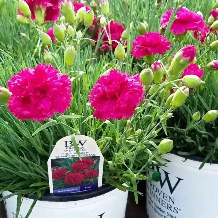 Fruit Punch 'Maraschino'