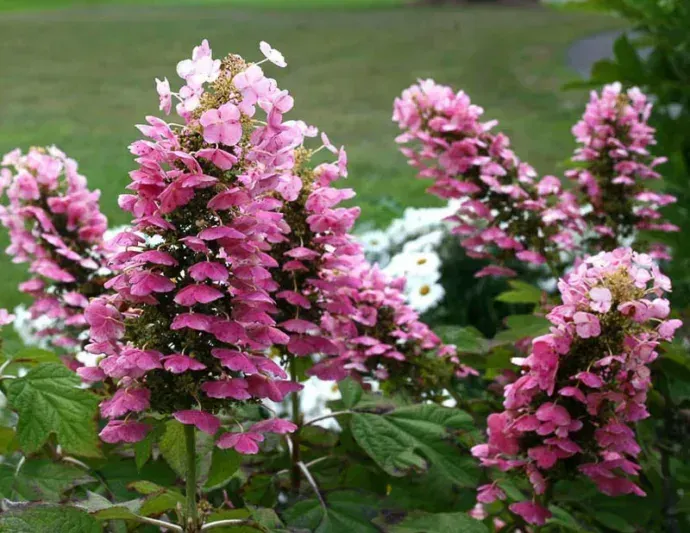 Gatsby Pink (Oakleaf)