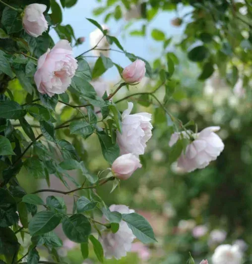 Generous Gardener