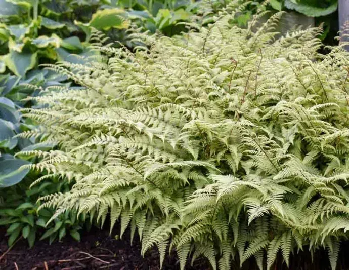 Ghost Painted Fern