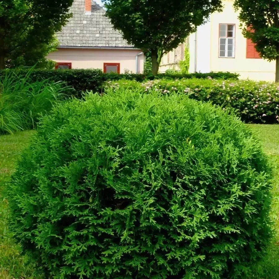 Globe Arborvitae