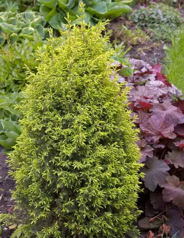Gold Cone Common Juniper