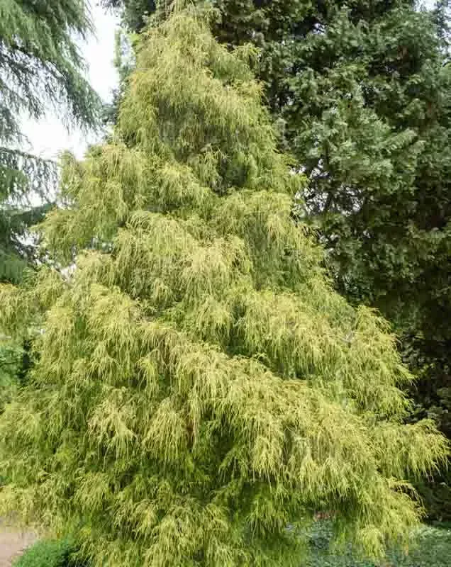 Gold Mop Cypress