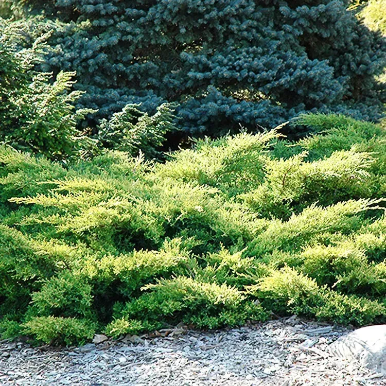 Gold Star Juniper 'Enebro Gold Star'