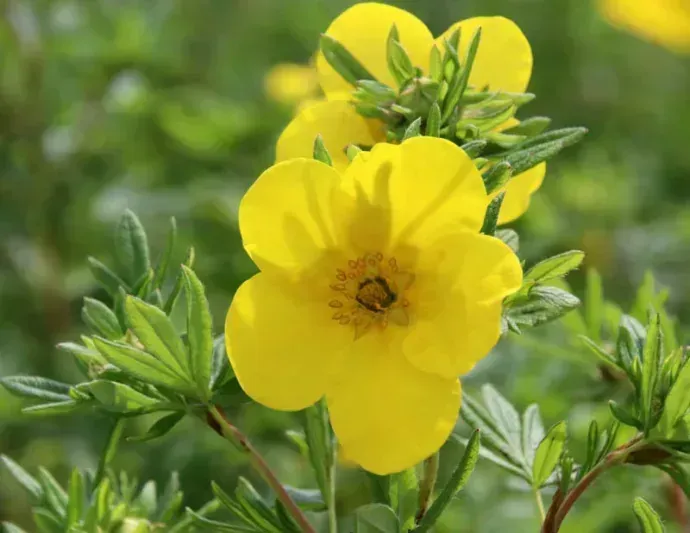 Goldfinger Potentilla
