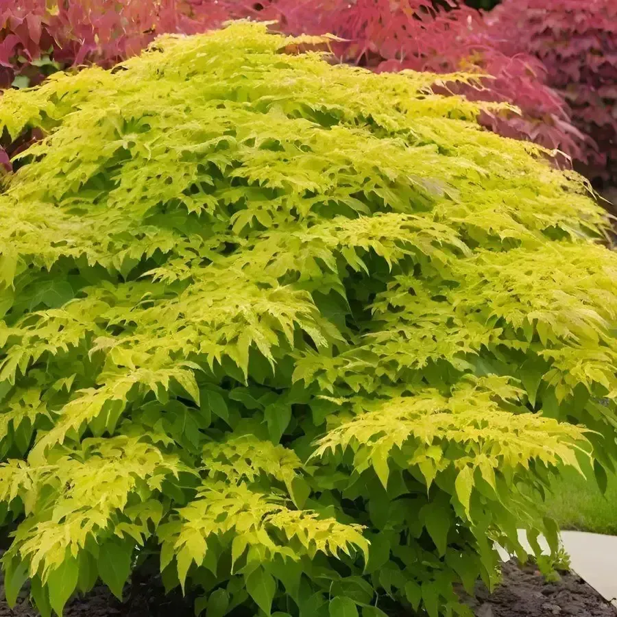 Gotemba Golden Japanese Spikenard