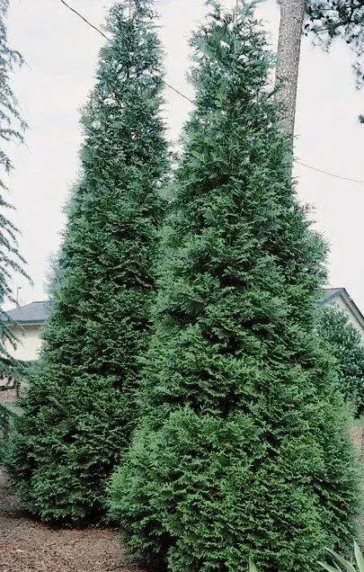 Green Giant