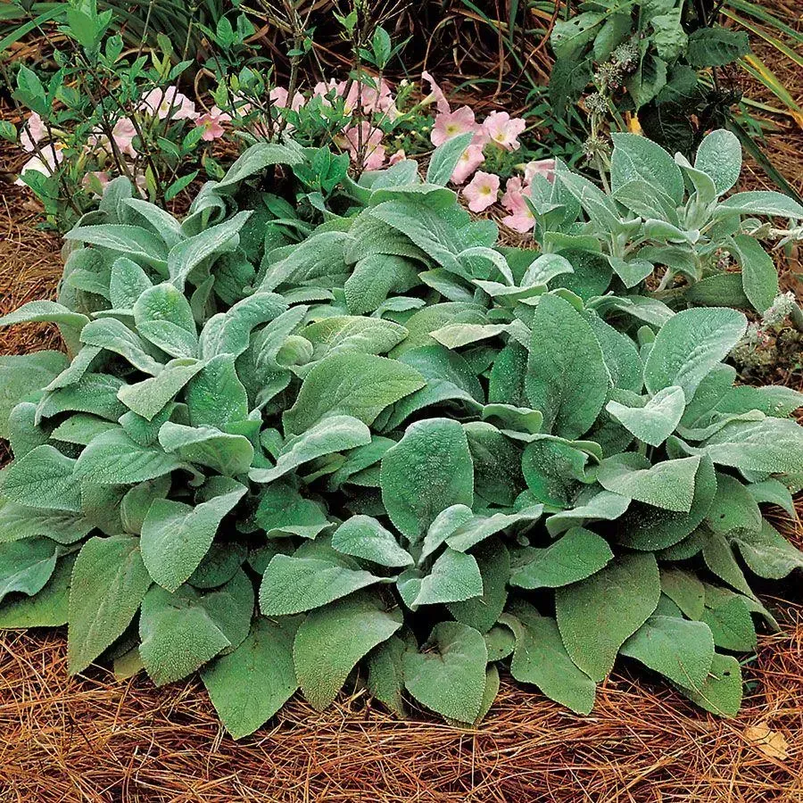 Helene von Stein Lamb's Ear