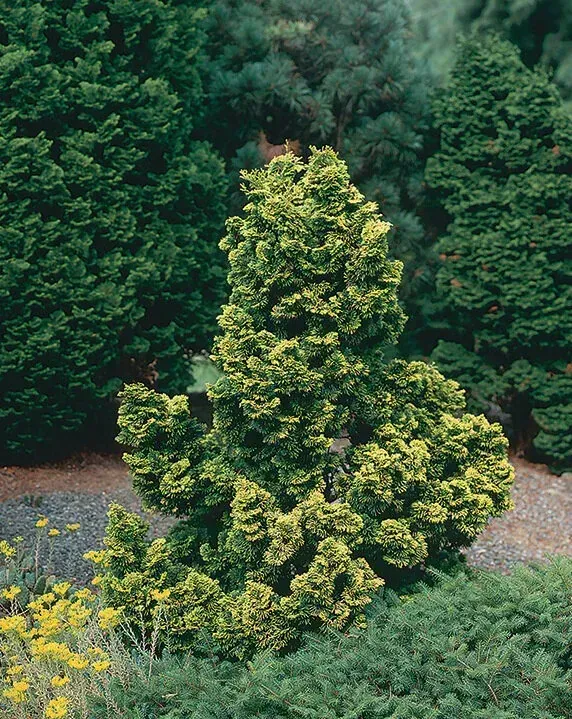 Hinoki Cypress