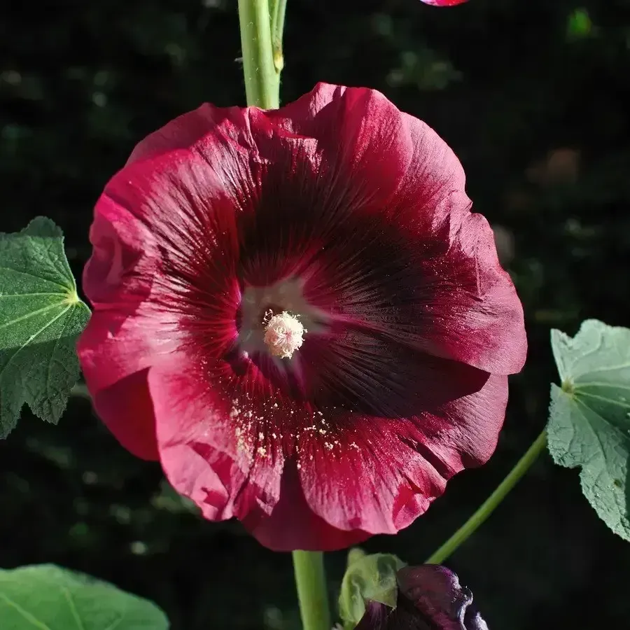 Hollyhock 'Spring Celebrities Pink'