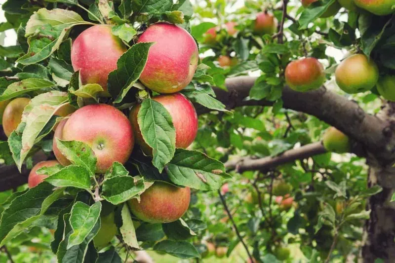 Honeycrisp Apple