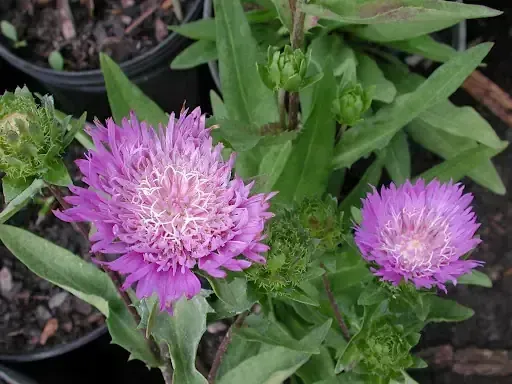Honeysong Purple