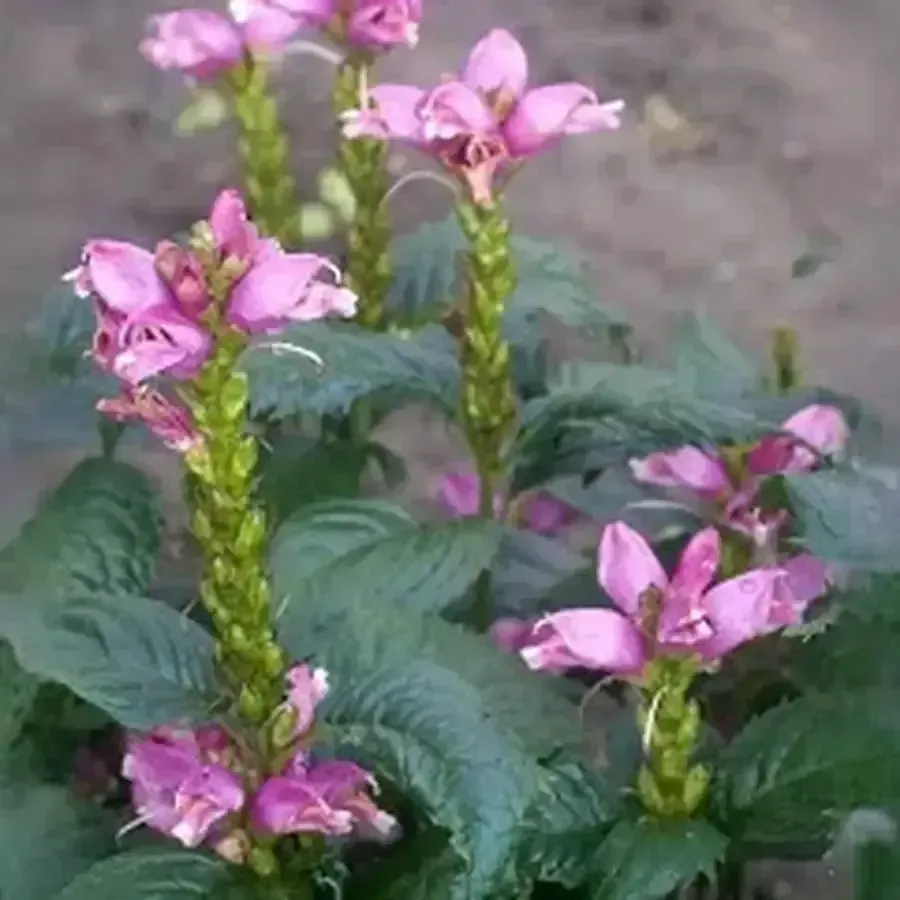 Hot Lips Turtlehead