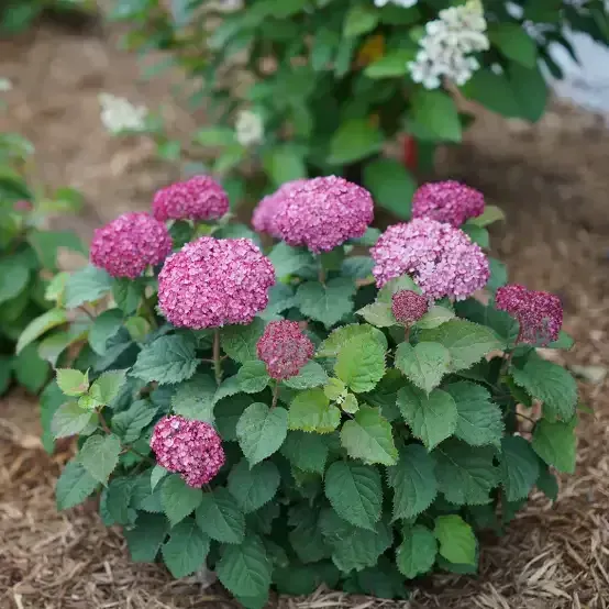 Invincibelle Lace