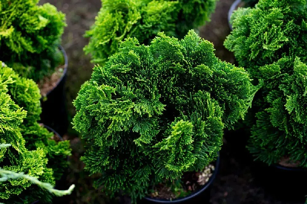 Jade Waves Fernspray False Cypress