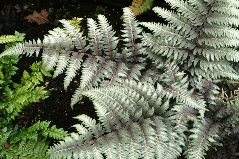 Japanese Painted Fern