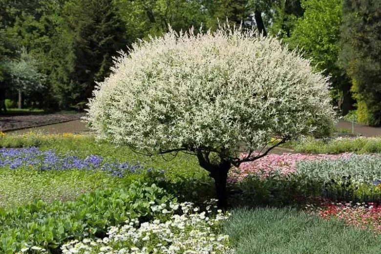 Japanese Willow "Salic integra 'Hakaro Nishiki'