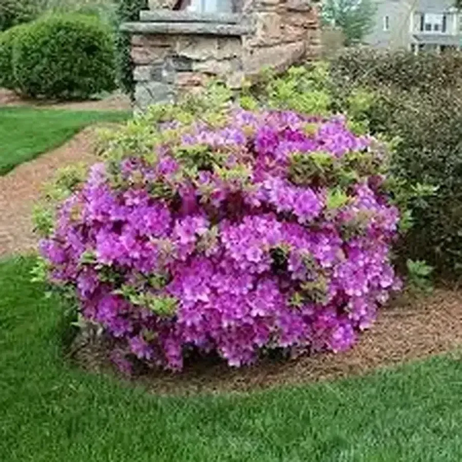 Korean Azalea