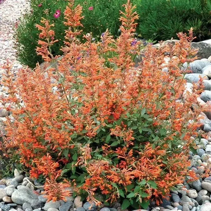 Kudos Mandarin Dwarf Agastache