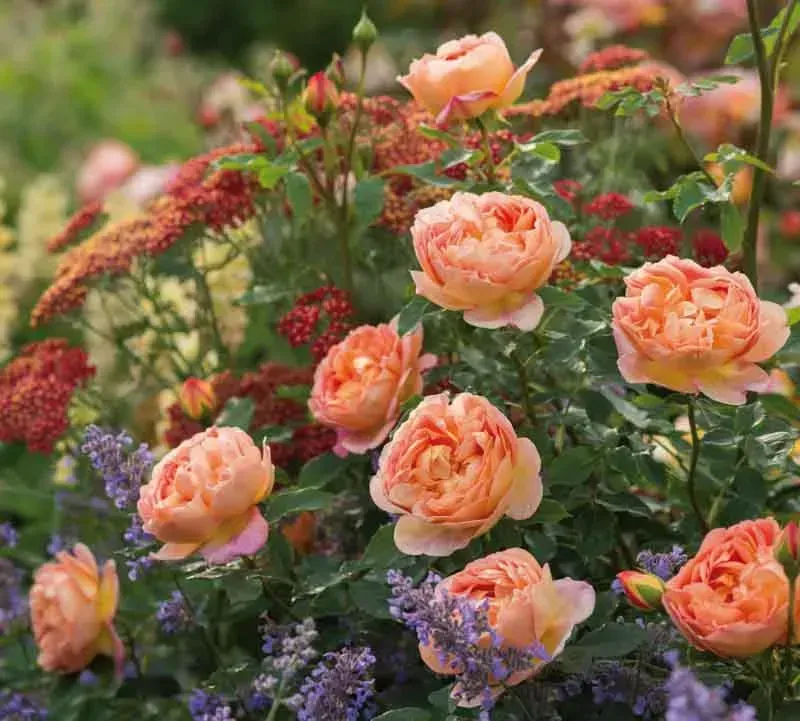 Lady of Shalott