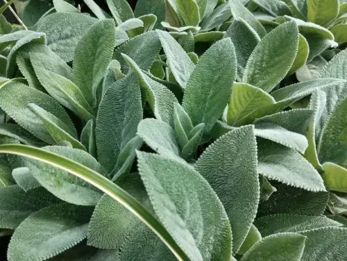 Lambs Ear Helen Von Stein Big Ears