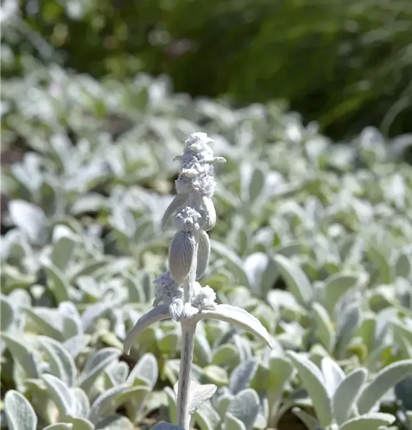 Lamb's Ear 'Silver CArpet'
