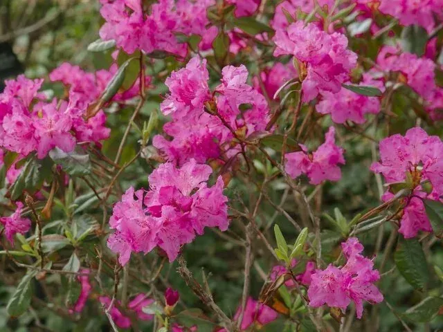 Landmark Small Leaf Rhododendron