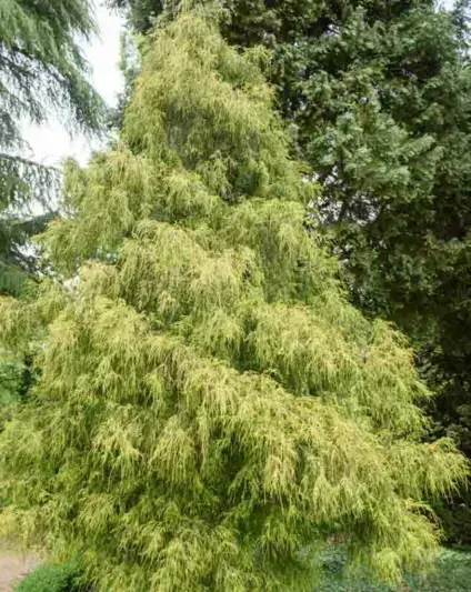 Lemon Thread False Cypress