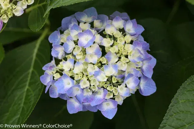 Let's Dance Blue Jangles