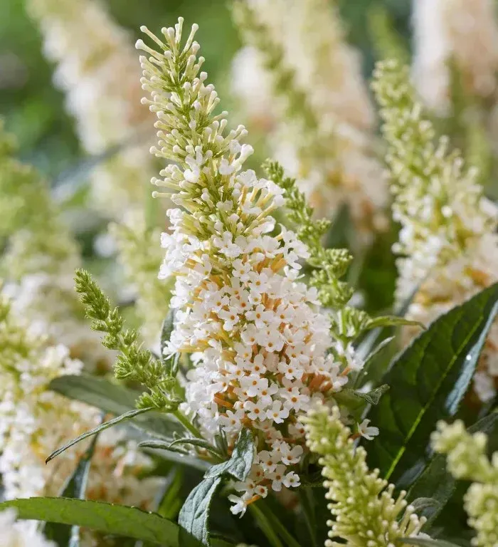 Li'l Coconut Butterfly Bush